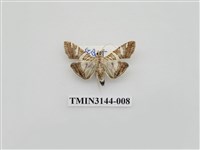 藏品(螟蛾291)的圖片